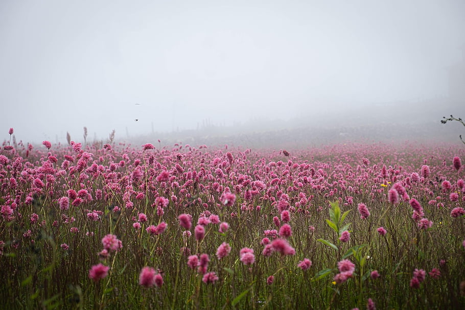 flowers, pink Flowers, mountains, plateau, nature, highland, landscape