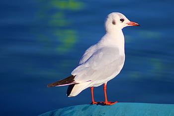 seagull, bird, animal, feathers, water Bird, plumage, sea, beak, bill, bird Watching, ornithology