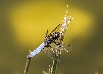 drak, létat, zvíře, stvoření, křídla, Chyba, hmyz, létající, Příroda