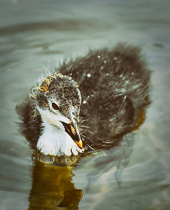 coot, nature, chick, animal, wildlife, animal Portrait, water Bird, swim