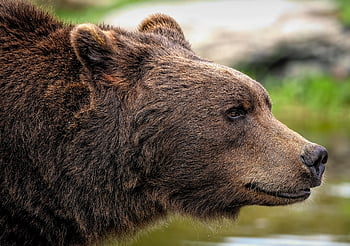 bruine beer, Grizzly beer, beer, zoogdier, dier, ursus, roofdier, jager, omnivoor, dieren in het wild, natuur