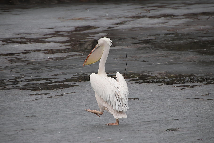 pelican, bird, animal, water Bird, nature, aquatic Bird, waterfowl, feathers, pond, plumage, bill