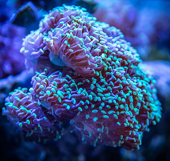 Corallo blu e rosa, barriera corallina, Vibrante vita marina, fotografia subacquea, coralli colorati, fotografia marina, vita oceanica, Anemone di mare, Scena subacquea, ecosistema marino, vita acquatica
