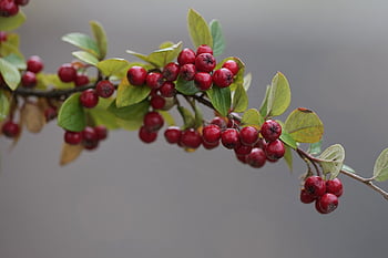 cotoneaster, usually, berry, fall, nature, leaves, season, garden, red