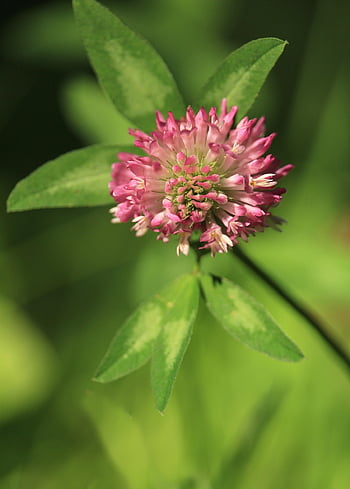trifoglio, fiore, pianta, petali, fioritura, fiorire, trifoglio rosso, Fiore di campo, trifoglio di prato, natura