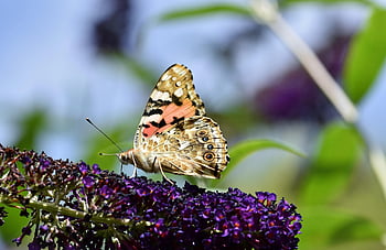 Vanessa Cardui, flor, mariposa, polen, polinizar, polinización, papel tapiz de flores, fondo de flores, mariposa pavo real, alas de mariposa, insecto con alas