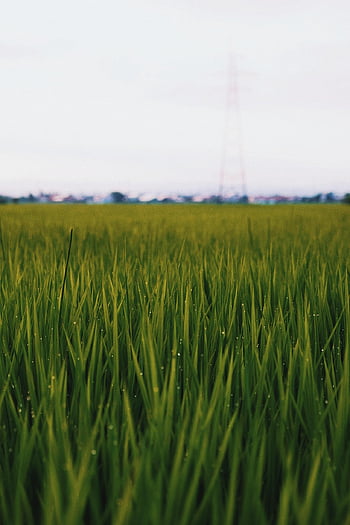 grass, field, meadow, nature, sunset, sunrise, autumn, summer, travel, scenery, pixabay