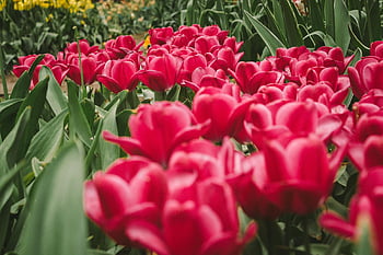 pink flowers, vibrant pink tulips, spring flowers, Lisse Netherlands, full bloom, selective focus, stunning display, tulip field, spring beauty, pink tulips, flower garden