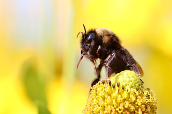 땅벌, 곤충, 흡인 노즐, 넥타, hymenoptera, 화분, 수분, 매크로, 야생 생물, 동물의 세계