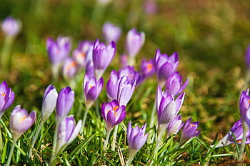crocus, violet, nature, flower Wallpaper, spring, bloom, early Bloomer, flower, flower Background, harbinger Of Spring, blossom