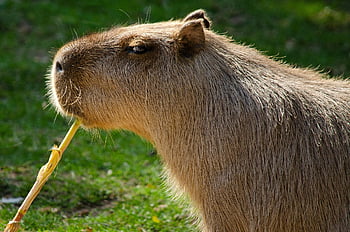capybara, rodent, guinea Pig, mammal, herbivores, largest Rodent, nature, south America