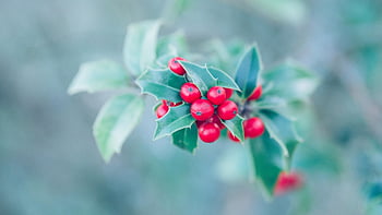 cesmína, listy, bobule, keř, holly bush, cesmína bobule, rostlin, botanika, zahradnictví, Příroda, Vánoce