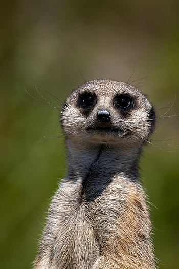 meerkat, wildlife, animal, suricate, mammal, mongoose, nature, fauna, watchdog, africa, guardian