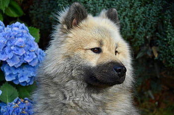 dog, dog Eurasier, dog Pure Breed, dog Olafblue, mascot, pet, canine, doggie, dog Olaf, nature, olaf