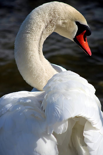 white Swan, waterfowl, mute Swan, bird Watching, iphone Background, wildlife, animal, nature, swan