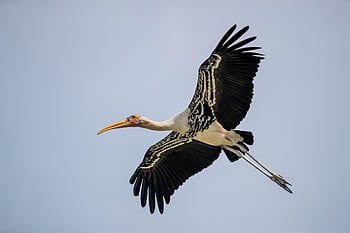 bird, stork, wings, flying, feathers, wildlife, kolleru, sanctuary, india, nature, painted