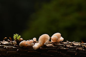 champignons, planten, paddestoel, mycologie, Bos, boomschimmels, wild, natuur