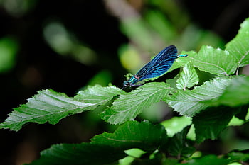 dragonfly, blue-winged Demoiselle, calopteryx Virgo, common Mermaid, demoiselle, calopterygidae, nature, animal, flight Insect, insect