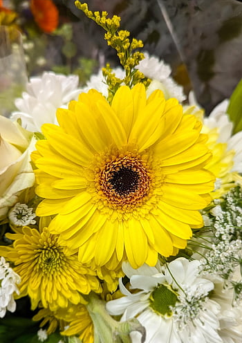 flowers, flower Background, flower Wallpaper, gerbera, mobile Wallpaper, beautiful Flowers, beautiful Wallpaper, phone Wallpaper, iphone Wallpaper, daisy, bouquet