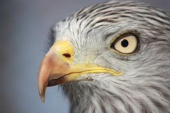 milan Royal, raptor, bird, nature, animal, auvergne, red Kite, backup Center, wildlife Care Center, wildlife
