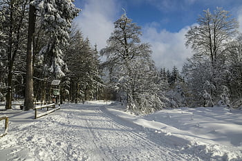 snowy forest, winter scene, snow-laden trees, serene landscape, snowy path, winter forest, snow-covered trees, winter scenery, forest path, winter nature, snowy woods