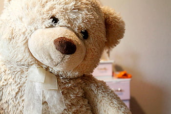 Teddybjørn, plysj leketøy, brunbjørn, Fluffy Teddy, bånd, barneinnredning, nærbilde, søt teddy, kosedyr, mykt leketøy, bjørne plysj