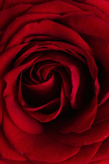 red rose, close-up photo, fresh rose, high-detail macro, delicate petals, captivating patterns, red flower, macro shot, beautiful rose, floral photography, rose petals