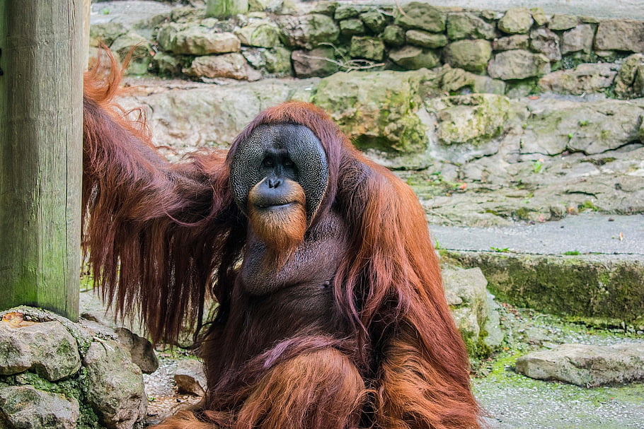 orangutan, primate, ape, monkey, animal, mammal, fauna