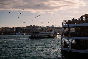 uccelli che volano, barca, bosporus, Istanbul, tacchino, traghetti, paesaggio urbano, gabbiani, alto, sbalorditivo, SH-FATIH