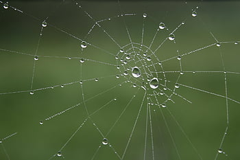 pavoučí síť, pavučiny, dewdrop, kapka vody, makro, zelená
