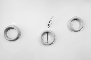 circles, white background, minimalist composition, three circles, single reed, black and white, abstract art, geometric shapes, modern design, simplicity, monochrome photography