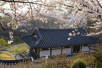 Corea, casa tradizionale, tradizionale, Casa, pietà, casa di piastrelle, carta da parati floreale, bellissimi fiori, hanok, villaggio, Repubblica di Corea