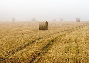 hooibalen, ronde balen, veld-, granen, oogst, mist, geoogst, rietje, landbouw, sporen