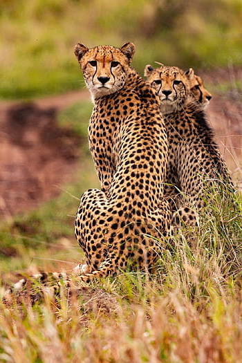 cheetahs, animals, nature, safari, south African Cheetahs, mammals, big Cats, wild Animals, predator, wildlife, fauna