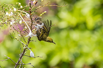 bird, olive-backed, sunbird, cinnyris, jugularis, tree, nature, wildlife, tropical, bird Watching, feathers