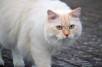 ネコ、 家畜、 動物、 哺乳類、 飼い猫、 野生動物、 屋外、 ひげ、 自然、 猫顔、 目