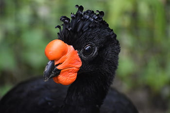 Wattled Curassow, ptačí, pták, ornitologie, Houston zoo, Houston, texas, tropický, vzácný, Příroda, unikátní