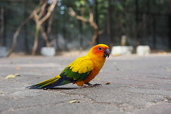 slunce conure, Papoušek, Pírko, barvitý, pták, kužel, zobák, křídlo, žlutá, půvabný, nést
