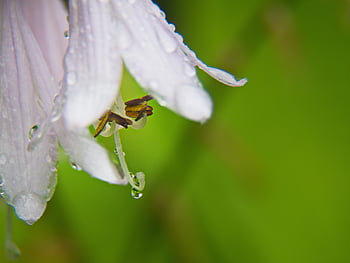 macro, fleur, pluie, gouttelette, plante, jardin, la nature, en plein air, Météo, environnement, été