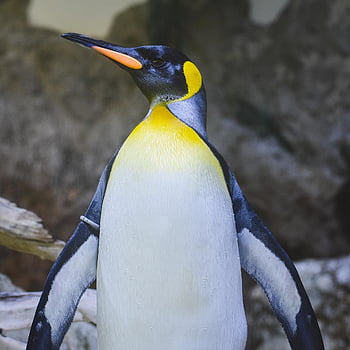 tučňák, král tučňák, pták, zoo, Příroda, zoologická zahrada hellabrunn
