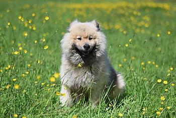Pes, Eurasier Olaf, zvíře, Příroda, psí, eurasier, savec, maskot, olaf, rozkošný, pejsek