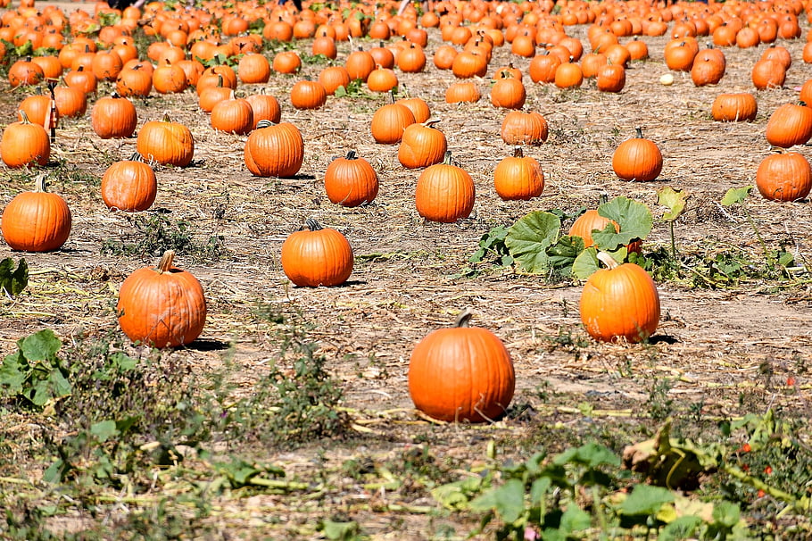 patch di zucca, zucca, verdura, azienda agricola, raccogliere, agricoltura, campo, ottobre, Halloween, ringraziamento, autunno