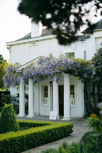 fialové květy, bílá betonová budova, Anglické sídlo, Kvetoucí Wisteria, Klasické sloupce, vstup do sídla, zahrada, venkovní architektura, bílé sloupce, květinová výzdoba, historický domov