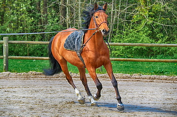 Tiere, Pferd, Rennen, Coaching, Karussell, pferde, Natur, Pferde-, Säugetiere, Galopp, Mähne