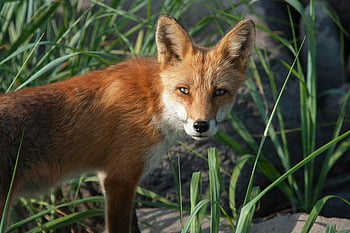 wild red fox, staring fox, tall grass, sunlit outdoor, curious fox, outdoor setting, red fox, wild animal, nature scene, wildlife photography, fox in grass