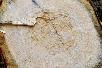 tree, trunk, rings, wood, stump, nature, grain, cut