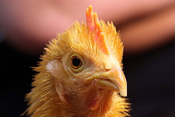 chicken, bird, beak, poultry, farm Yard, hen, animal, nature, plumage, feathers, farm Animal