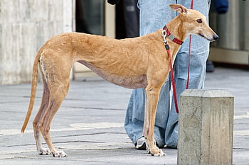 dog, purebred, pet, leash, animal, canine, fur, brown, nature, standing, outdoors