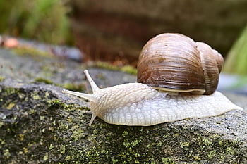 かたつむり、 シェル、 クロール、 スロー、 動物、 カタツムリの殻、 軟体動物、 腹足類、 自然、 閉じる
