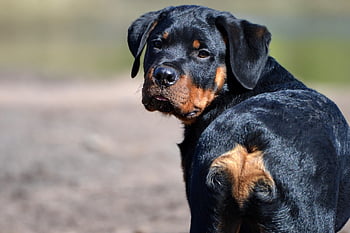 rottweiler, puppy, cute, nature, standing, animal, dog, black, tan, canine, breed